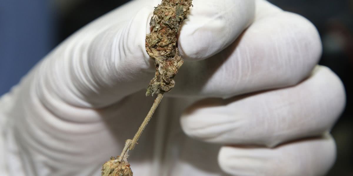 新西兰大麻是合法吗,新西兰医用大麻合法吗