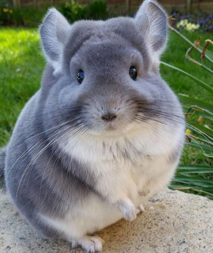 龙猫是不是老鼠的一类,龙猫到底是不是老鼠