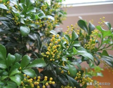 米兰怎么养才可以过冬,米兰冬天的养护方法可以修剪吗