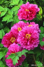 中国花卉协会推荐牡丹为我国国花,中国花协推荐牡丹为国花原因