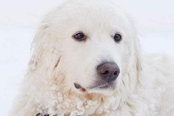 盘点各种狗狗冬天怕冷,哪些狗狗冬天要保暖