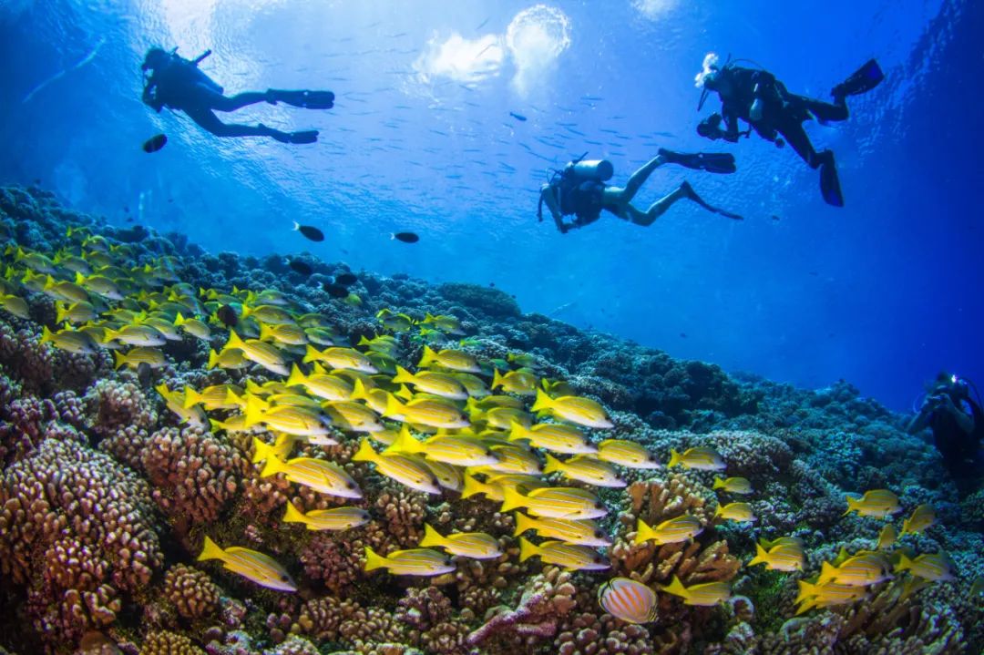 你多久没潜水了？做好这些，重燃对潜水的热情