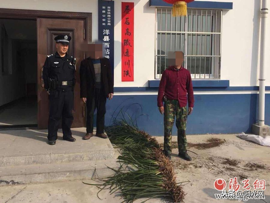 西成高铁开通一年安康铁警查获野生兰草近千株