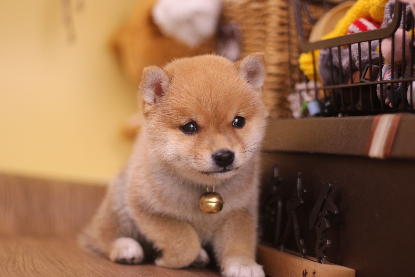 最便宜的柴犬幼犬,哪里可买到又便宜又正宗的柴犬