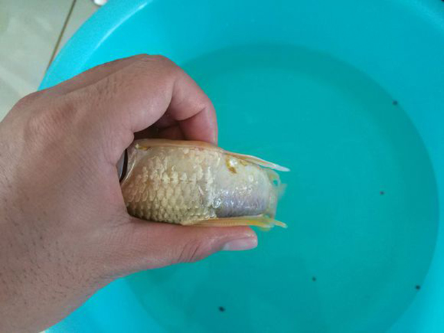 为什么钓回来的鱼养不活呢,为什么钓上来的鱼不能放来养