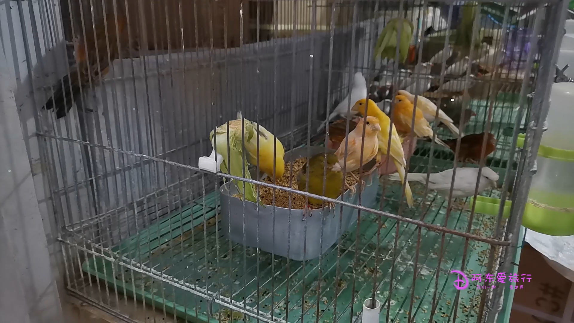 陈砦花卉交易市场，一个神奇的地方，里面不止卖花，逛了一整天！