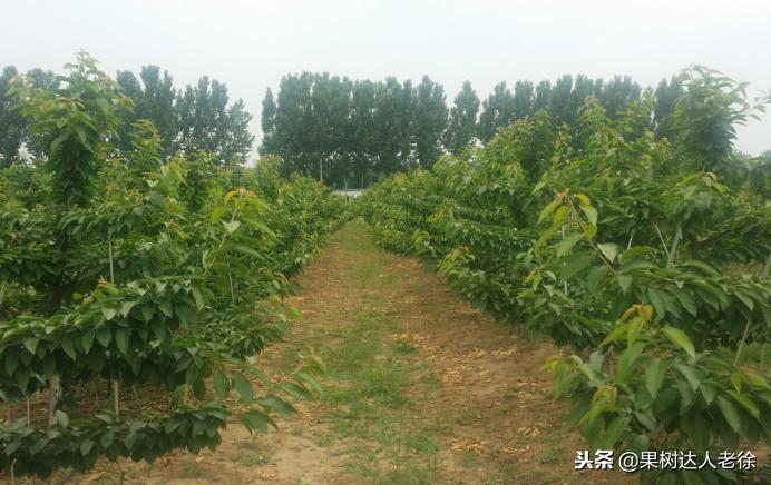 樱桃好吃树难栽下一句谚语是什么,樱桃好吃树难栽后一句是啥