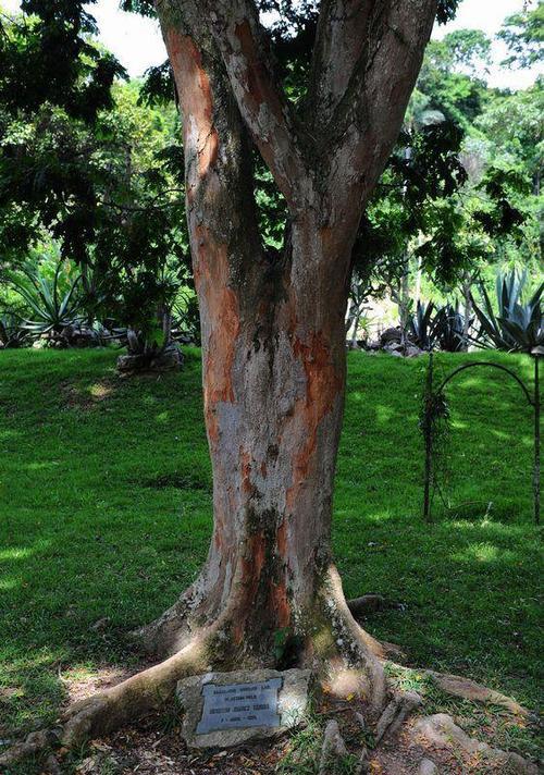 巴西为什么这么大,巴西和中国哪个大