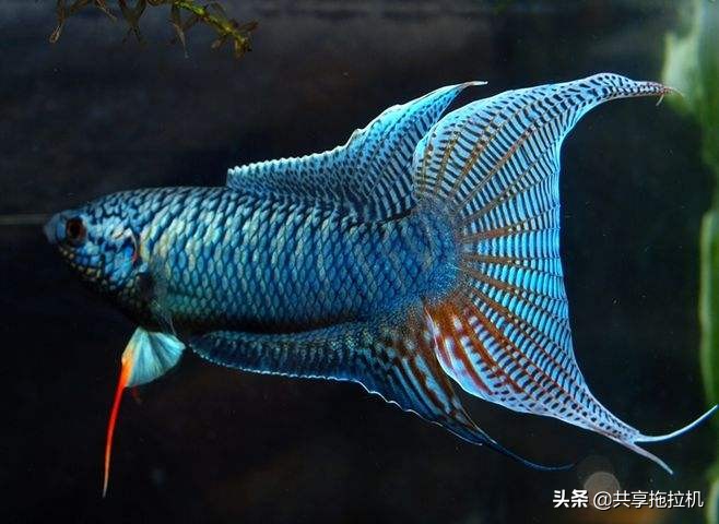 这种生态鱼,儿时的烂大街,如今能炒到几百块一条,满满的回忆