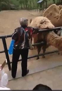 搞笑gif图妹子你这智商真是堪忧啊,搞笑gif妹子你这发型挺别致啊