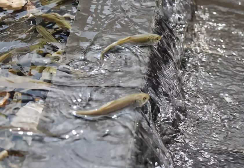黄河鲤鱼是它的祖先,味道鲜美曾当饭吃,鱼卵有剧毒,如今禁食了