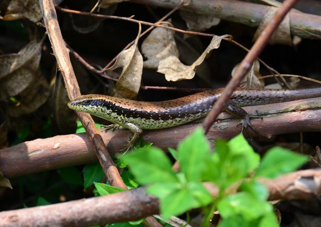 抓捕奇特狡猾的四脚蛇传奇,奇特的四脚蛇视频