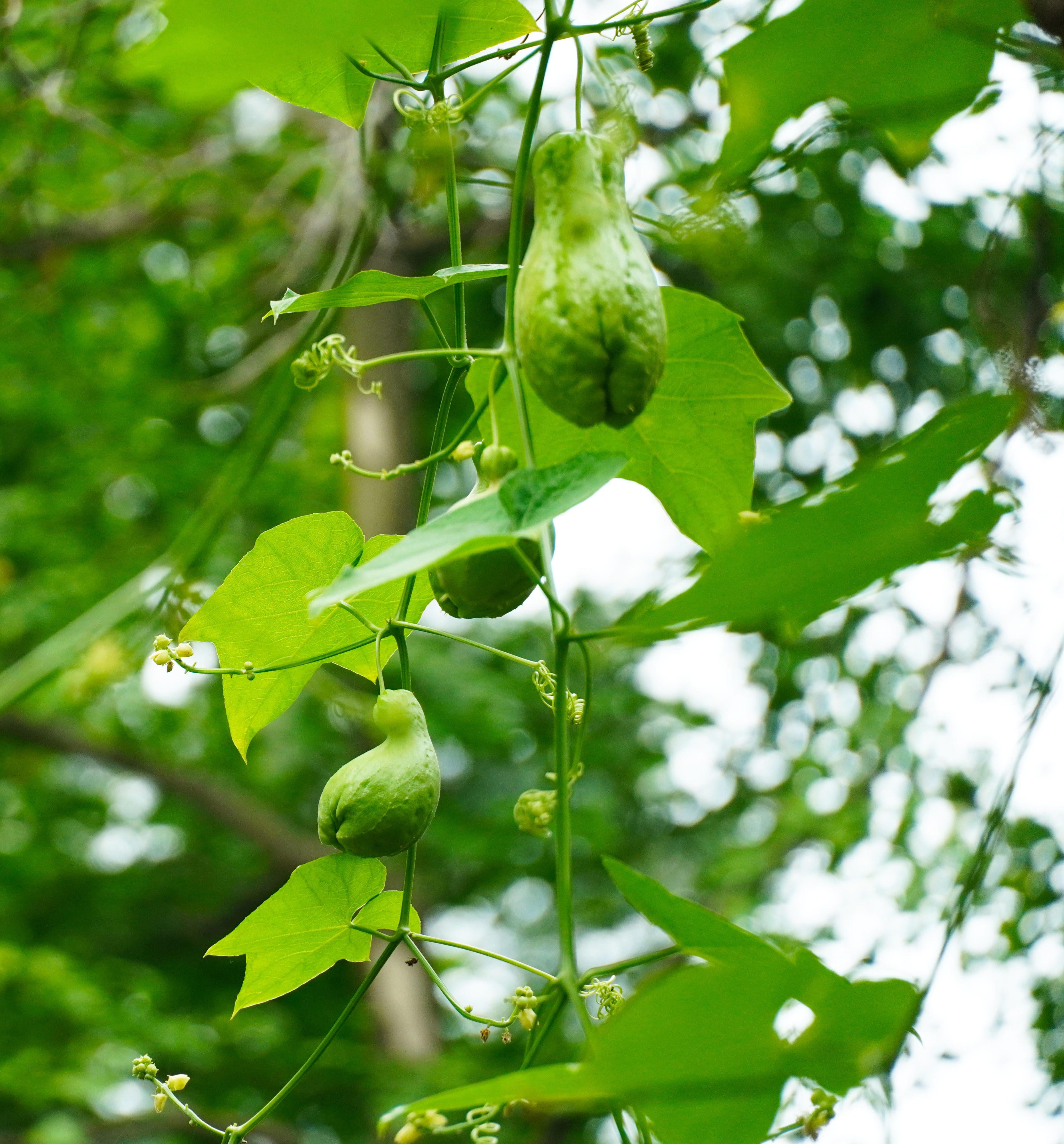 乡里南瓜子土特产,农家土特产南瓜子