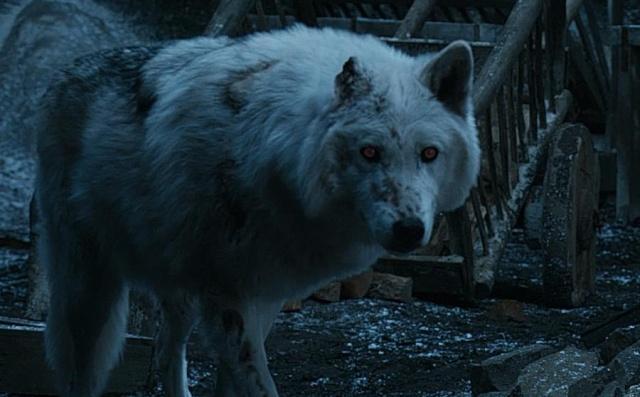 权力的游戏红袍女巫跟雪诺,冰原狼雪诺与白灵完整版