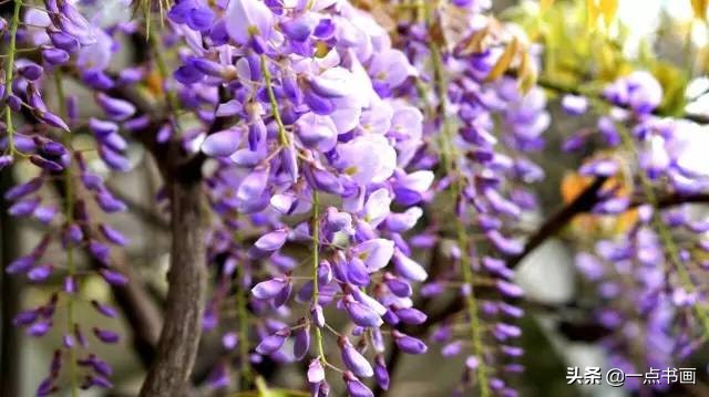 春天来了一起赏花图片,春天来了一起画个小燕子