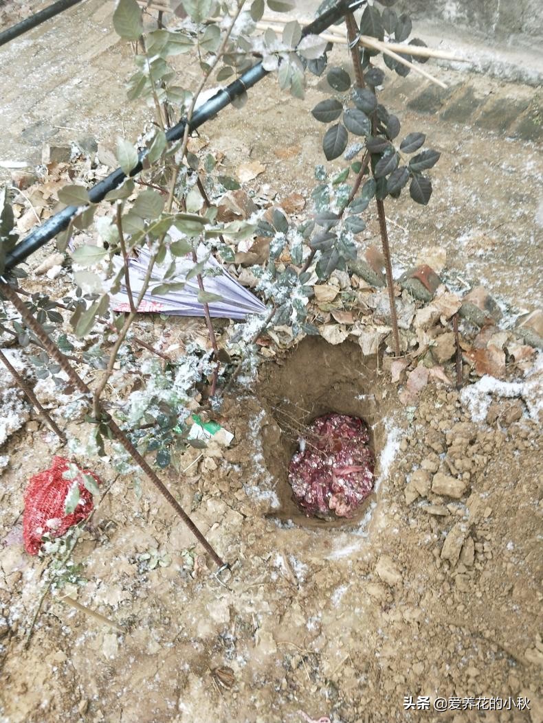 藤本月季过冬的正确方法,藤本月季春天的养护方法