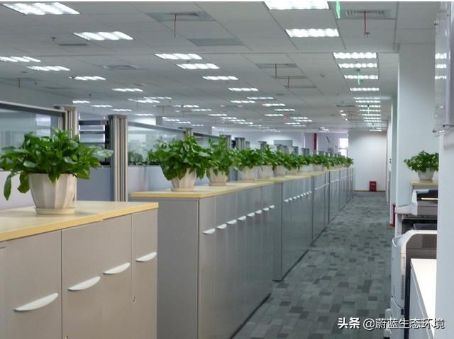 办公室工业风绿色植物装饰效果,办公室室内绿植绿化设计部分展示
