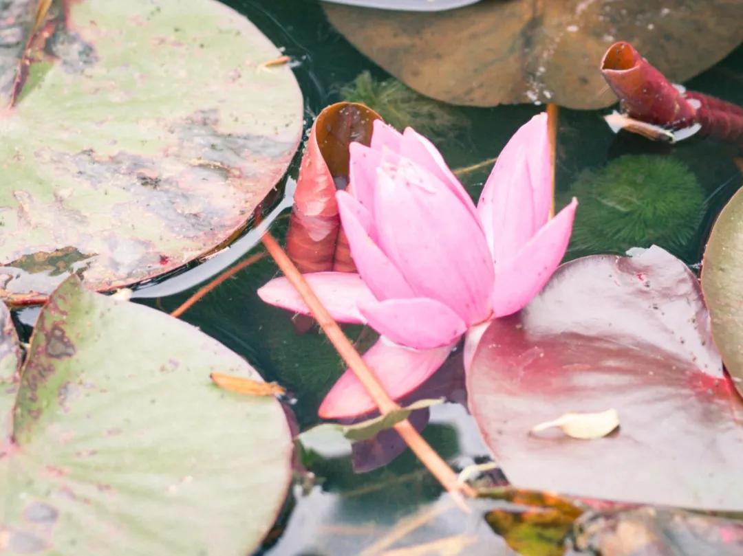 十首著名的荷花诗莲花别样红,最有韵味的荷花十首诗词