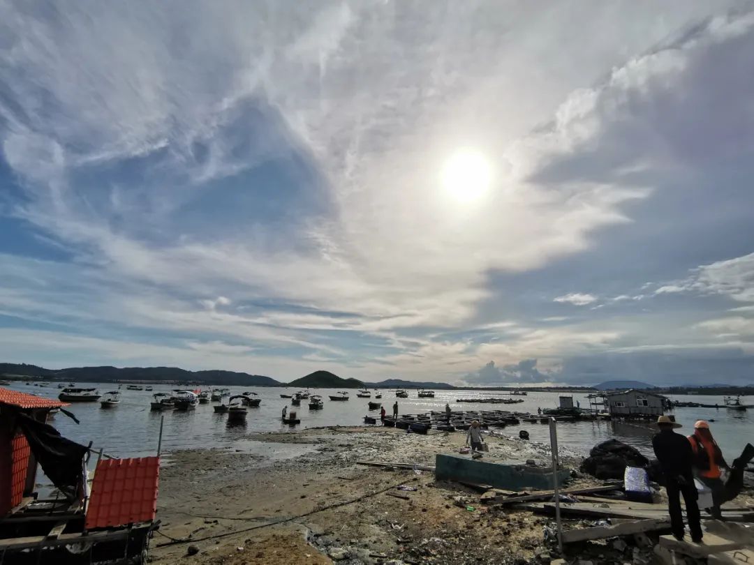 开海季都有什么海鲜,开海了这些生猛海鲜