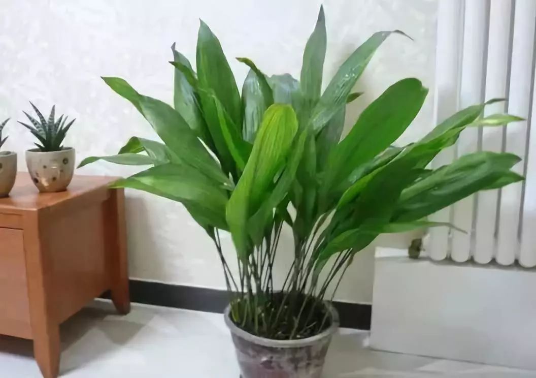 吸油烟和甲醛的植物,住新房有什么植物能去甲醛