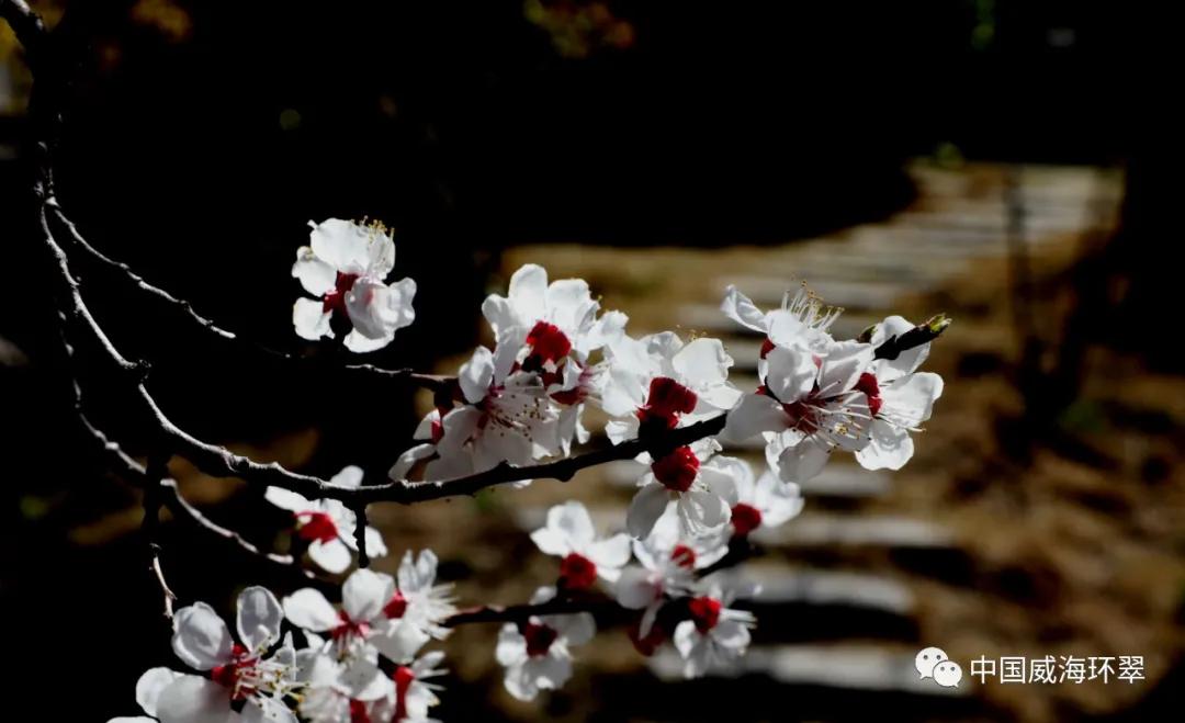 走进春天的环翠公园,环翠景色