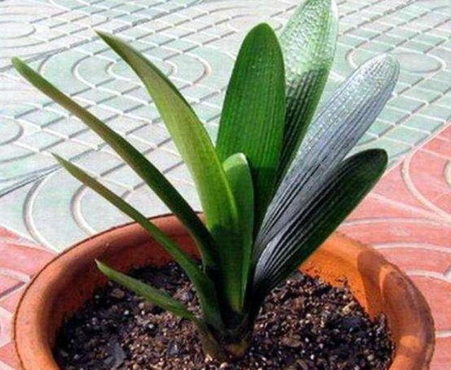 君子兰冬季养护要点爱花人看过来,君子兰冬季养殖方法和注意事项