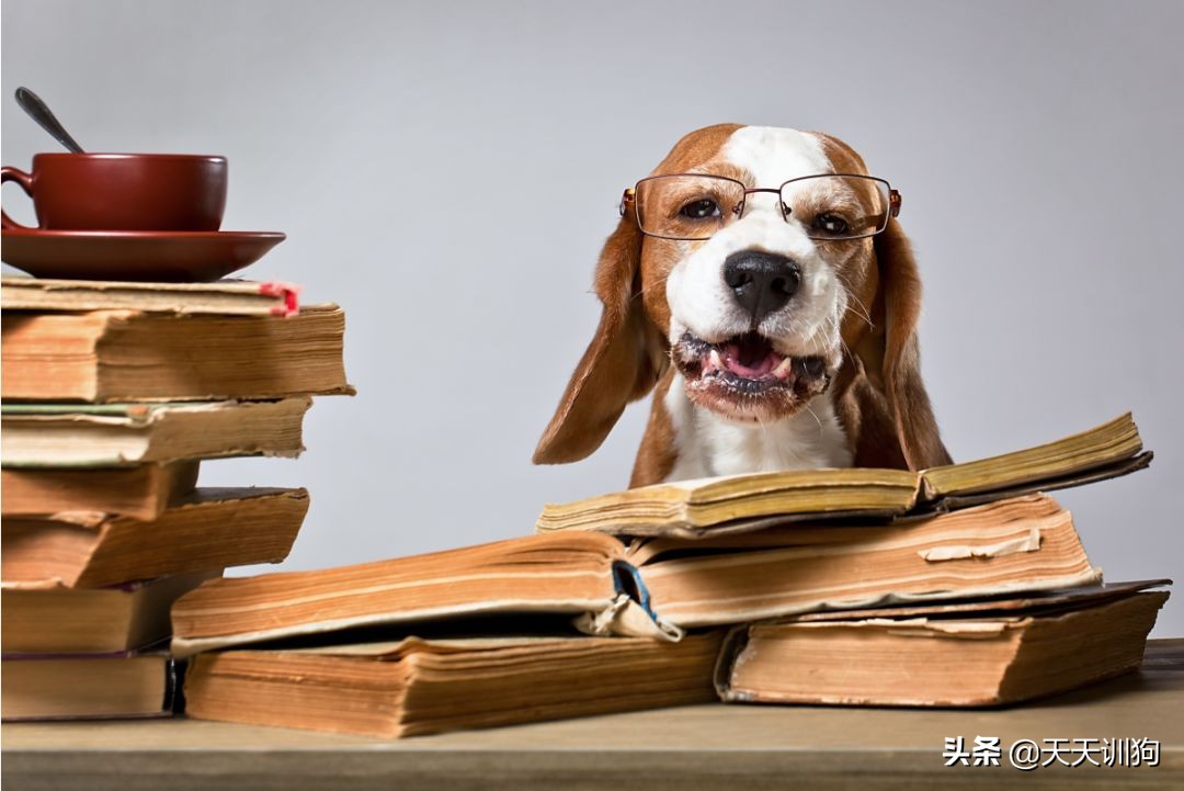 狗狗发情先别慌,这几招教你稳住TA