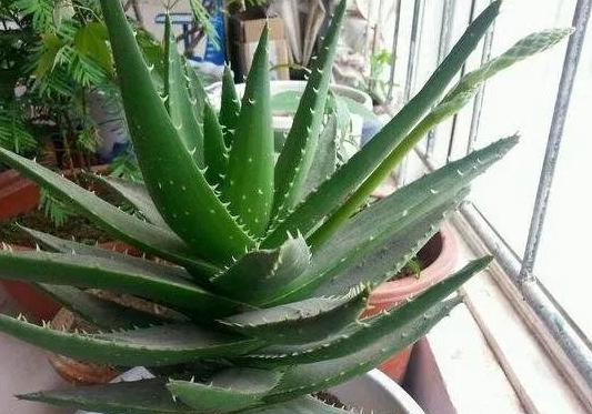 济南专业室内甲醛清除,办公室室内清除甲醛多少钱