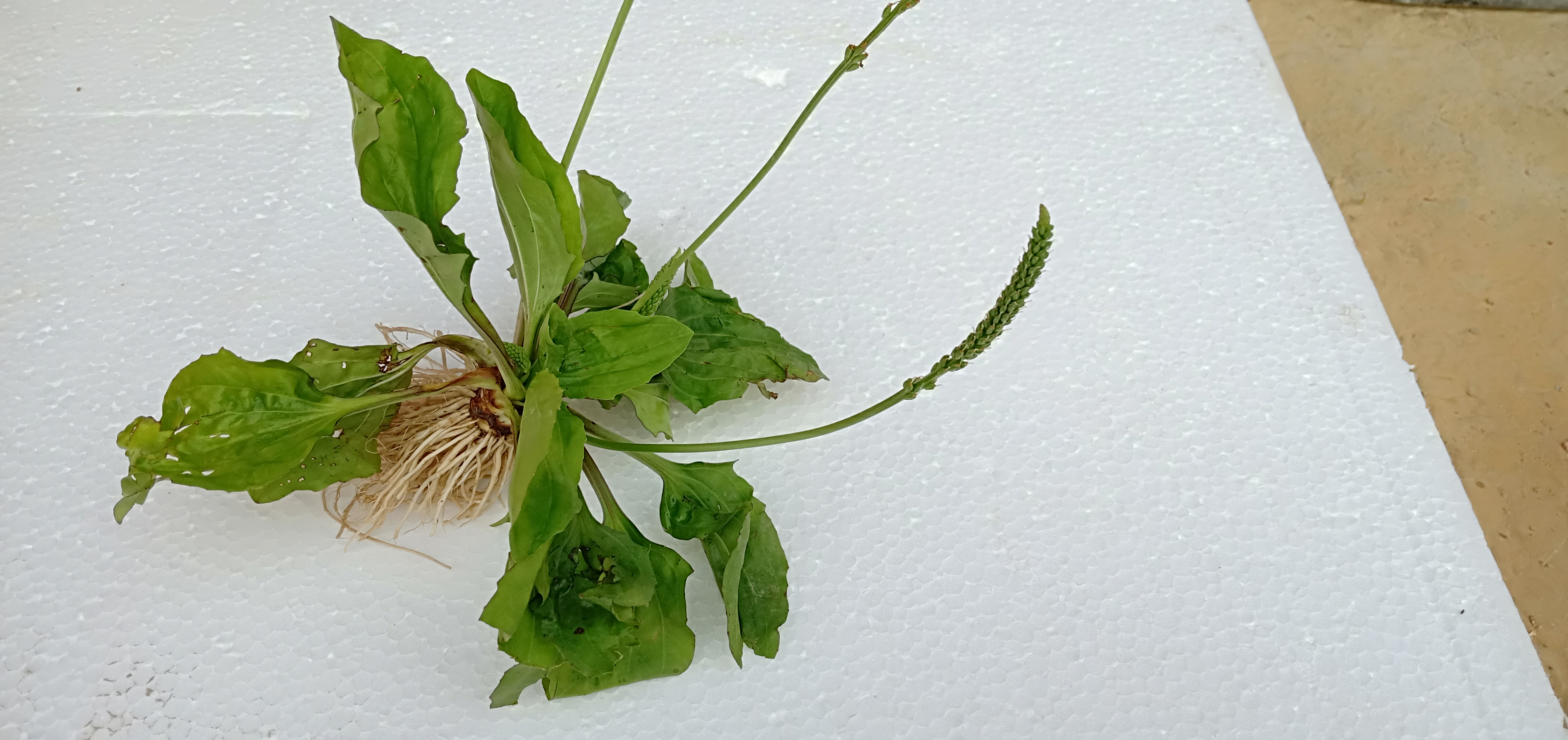 尿道炎前列腺炎的保守治疗方法,治疗尿道炎前列腺炎最好的中成药