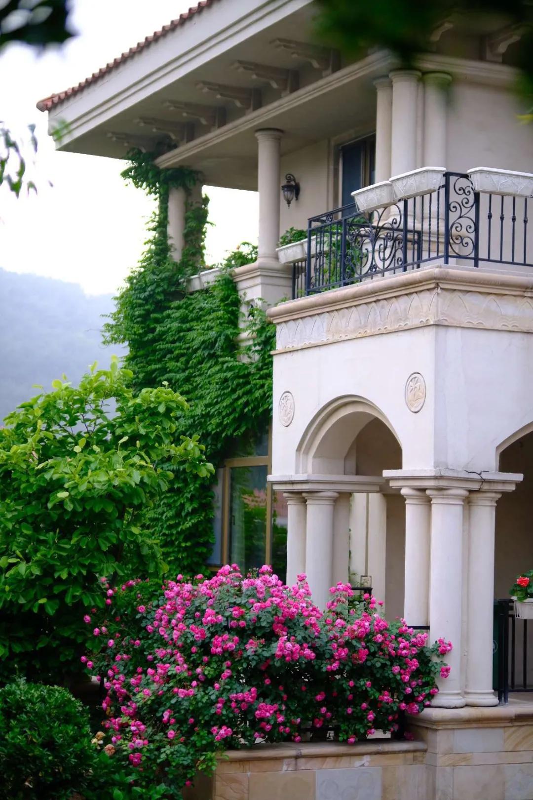 东北花园四季开花植物,北方一年四季都开花的花园