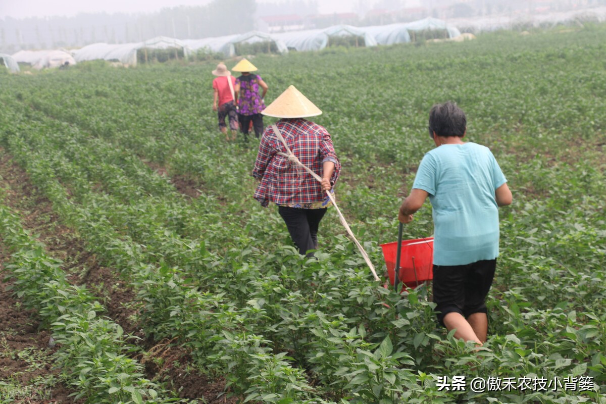 含氯化肥使用注意事项,长期使用中氯化肥对作物有危害吗