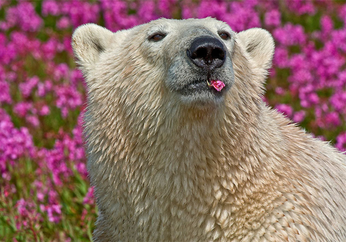 北极熊在花海中嬉戏?冰天雪地的极北之地,竟有如此景象