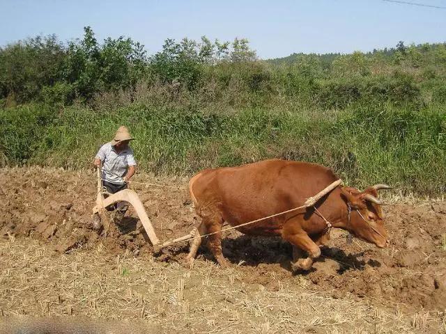 俗语：“春打五九尾，要饭跑断腿”，啥意思？2020年立春在几九？