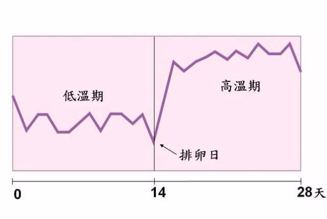 “排卵期”到来时,女人可能会出现这3个“感觉”,要抓住时机!