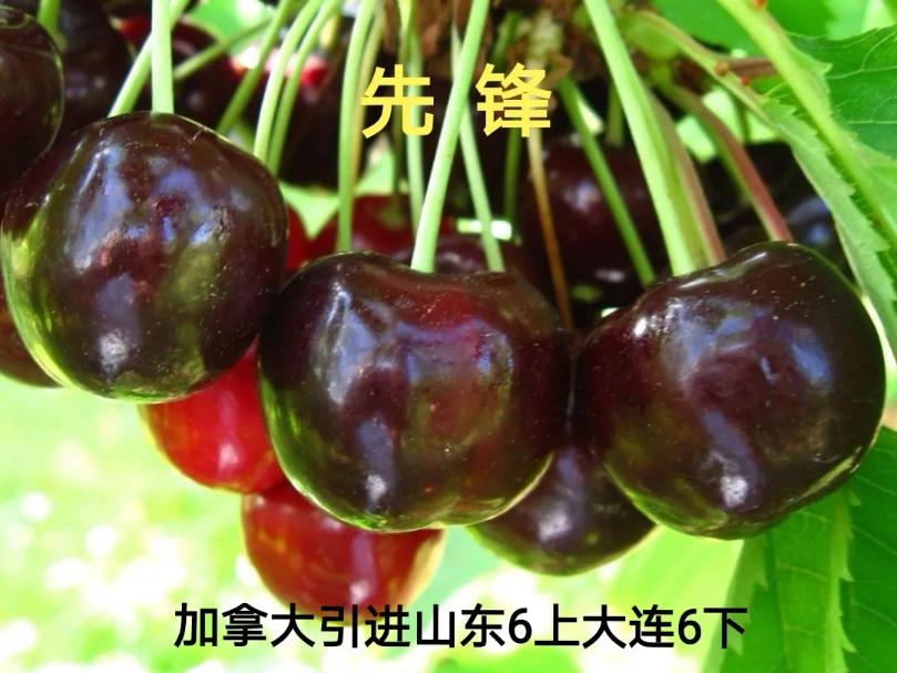 我国特色大樱桃生长习性,中国大樱桃种植分布图