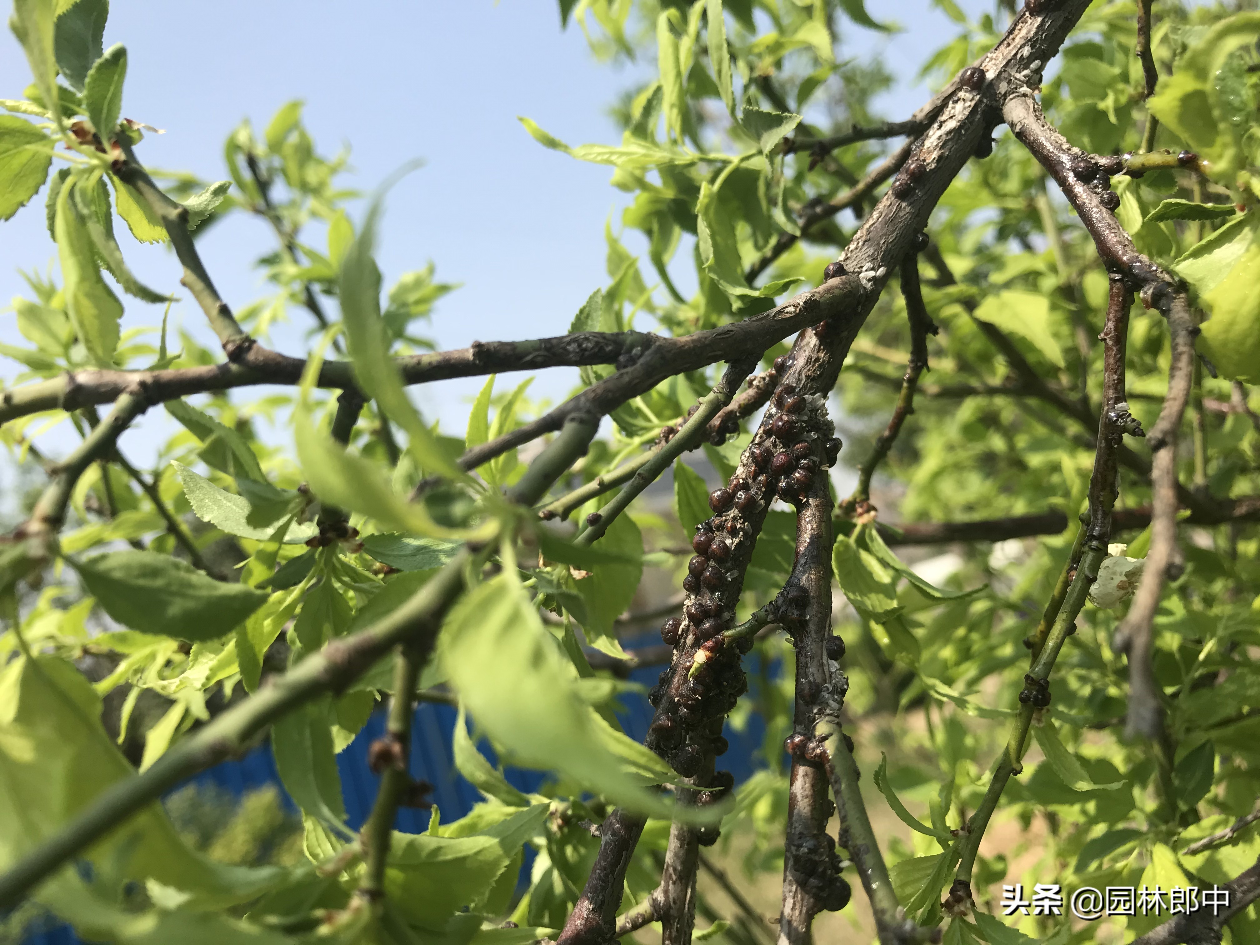 树患有蚧壳虫是什么样的,树长了蚧壳虫怎么治