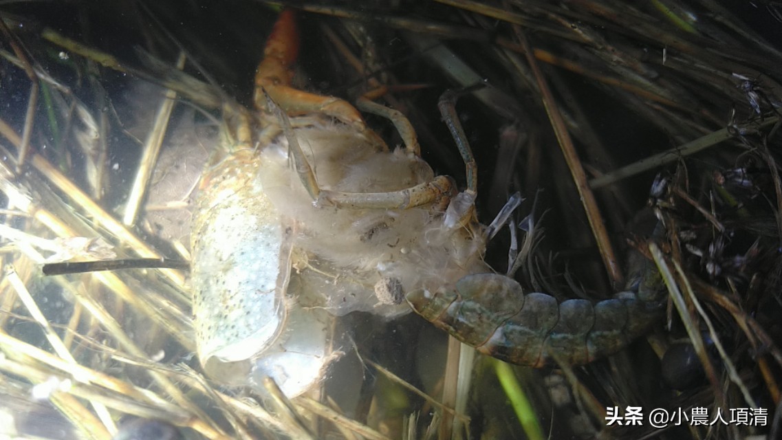 小龙虾观察记录表,小龙虾观察实验