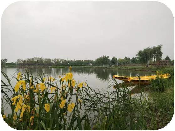 水调歌头荷花,水调歌头游览朗诵