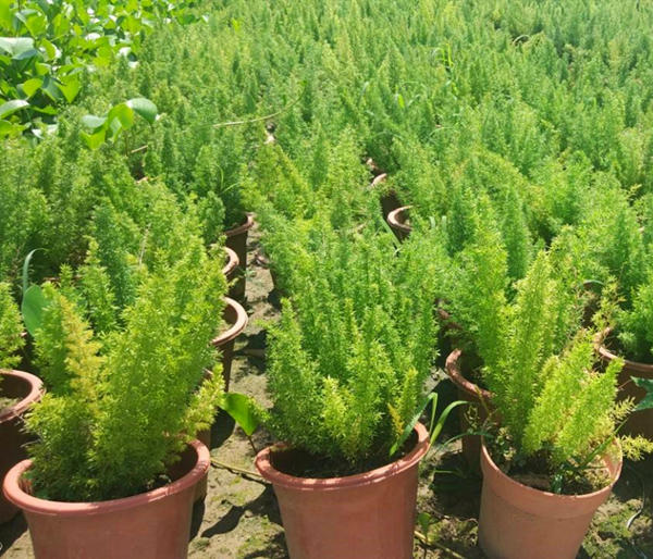 叶子细长叶片中间白色边缘绿色,叶片成椭圆形表面带毛是哪种果树