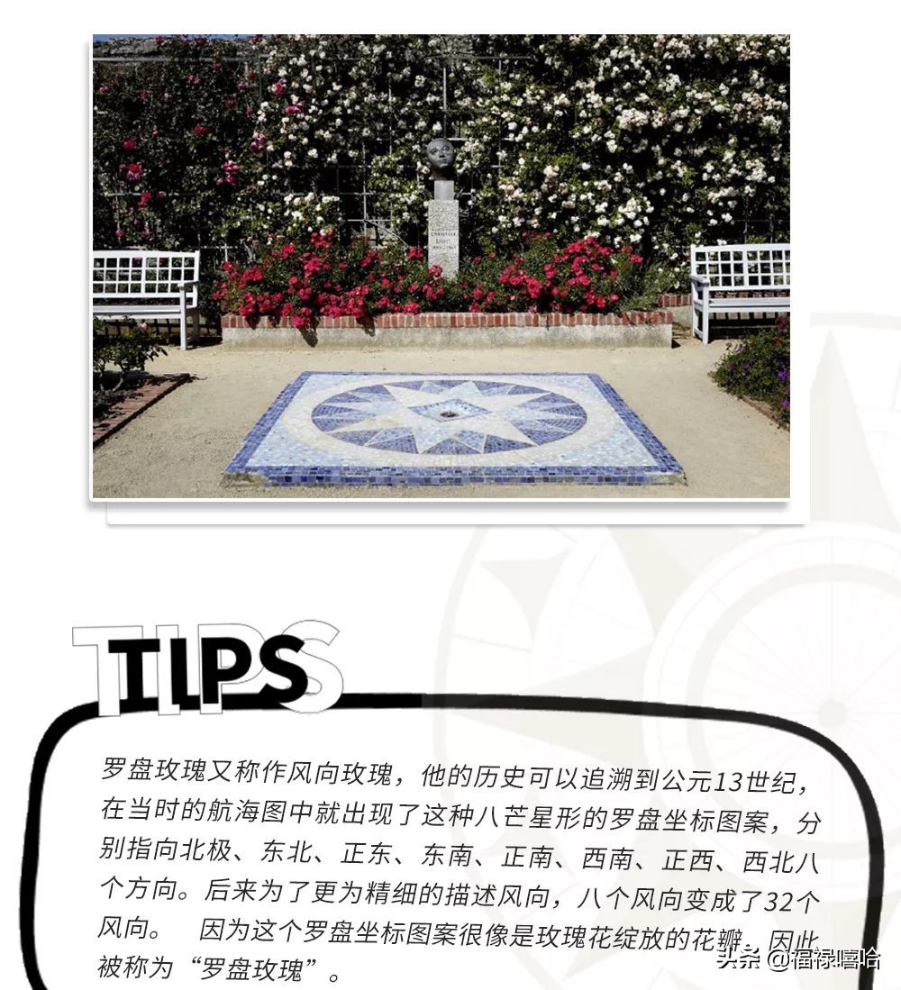 dior王丽坤短发,dior罗盘玫瑰篇