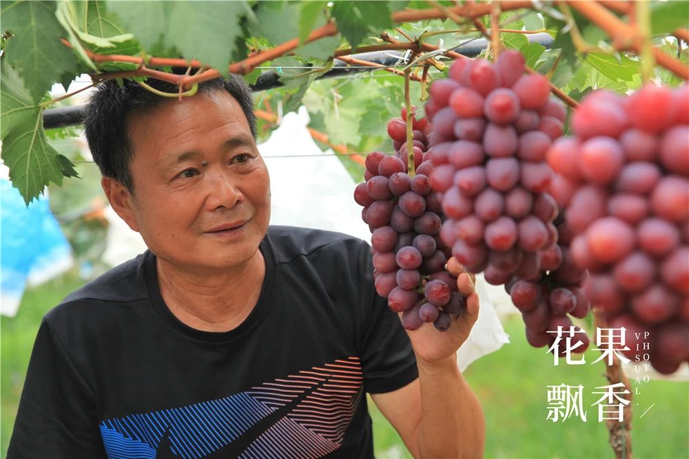 现在最好的葡萄新品种,最全的葡萄新品种解析