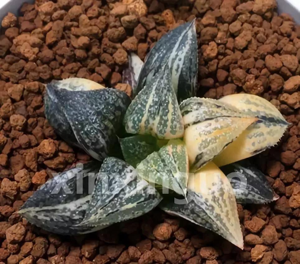 郭氏---台湾行之李瑞斌大棚及布楚礼多肉植物园游记