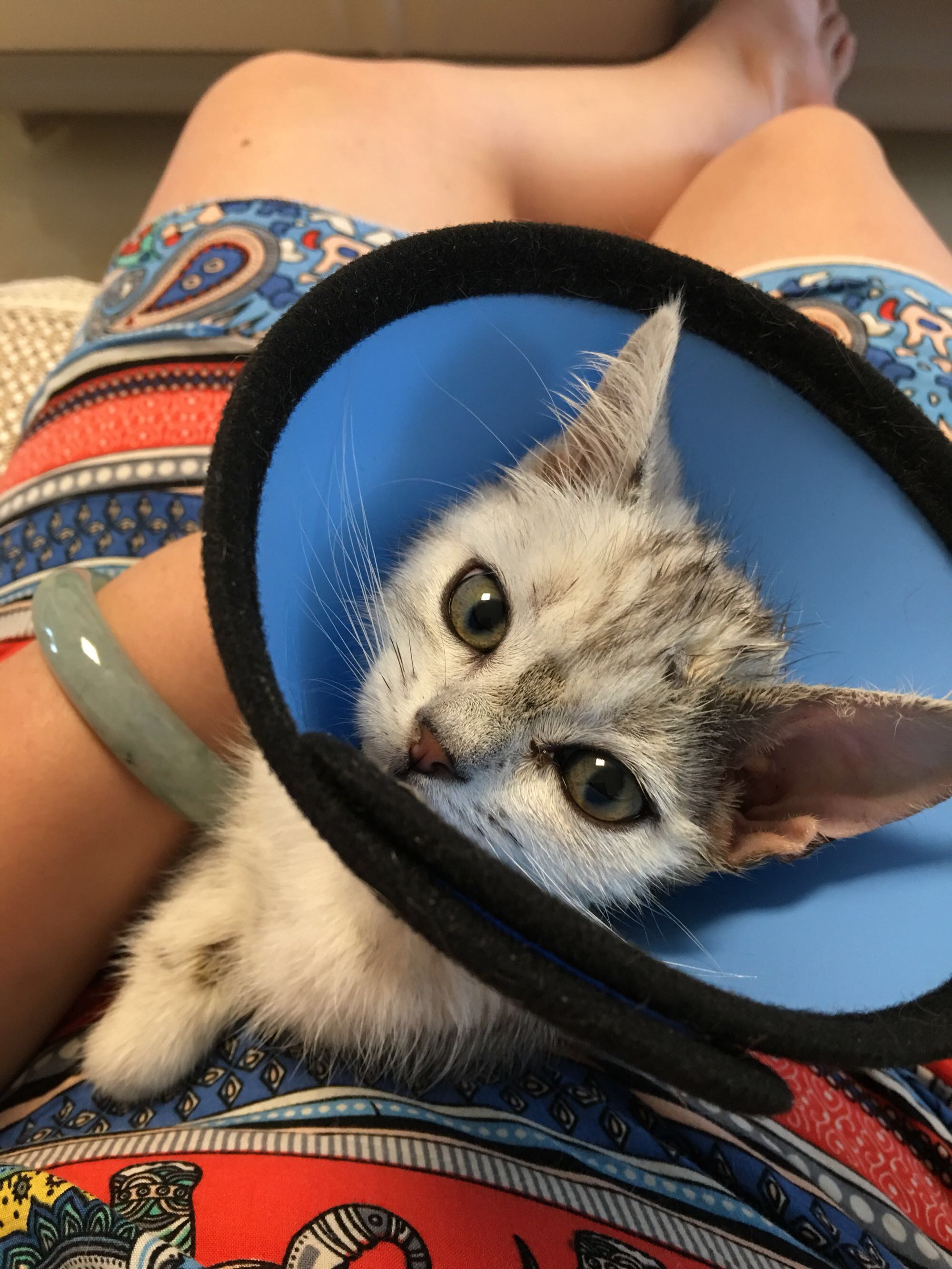 猫藓不可怕,对抗它需要的不仅仅是药物,更需要时间与耐心