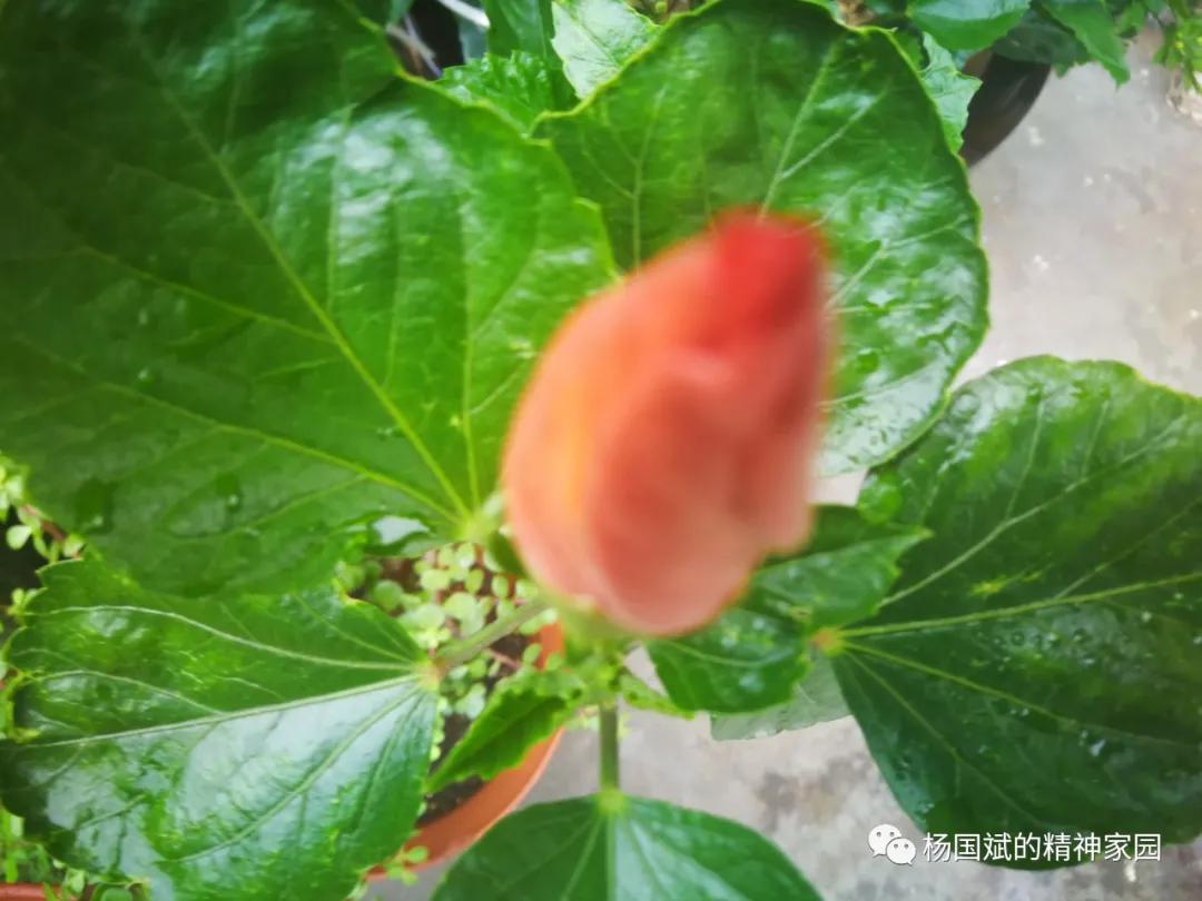 中不中歌词,中不中中的由来