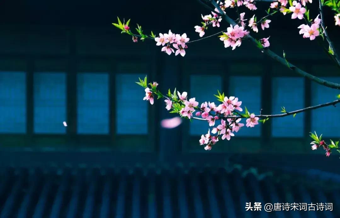 48首桃花诗词,许你十里桃花,遇见最美的桃花