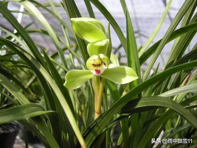春兰怎么挑选好呢,新手春兰买什么品种