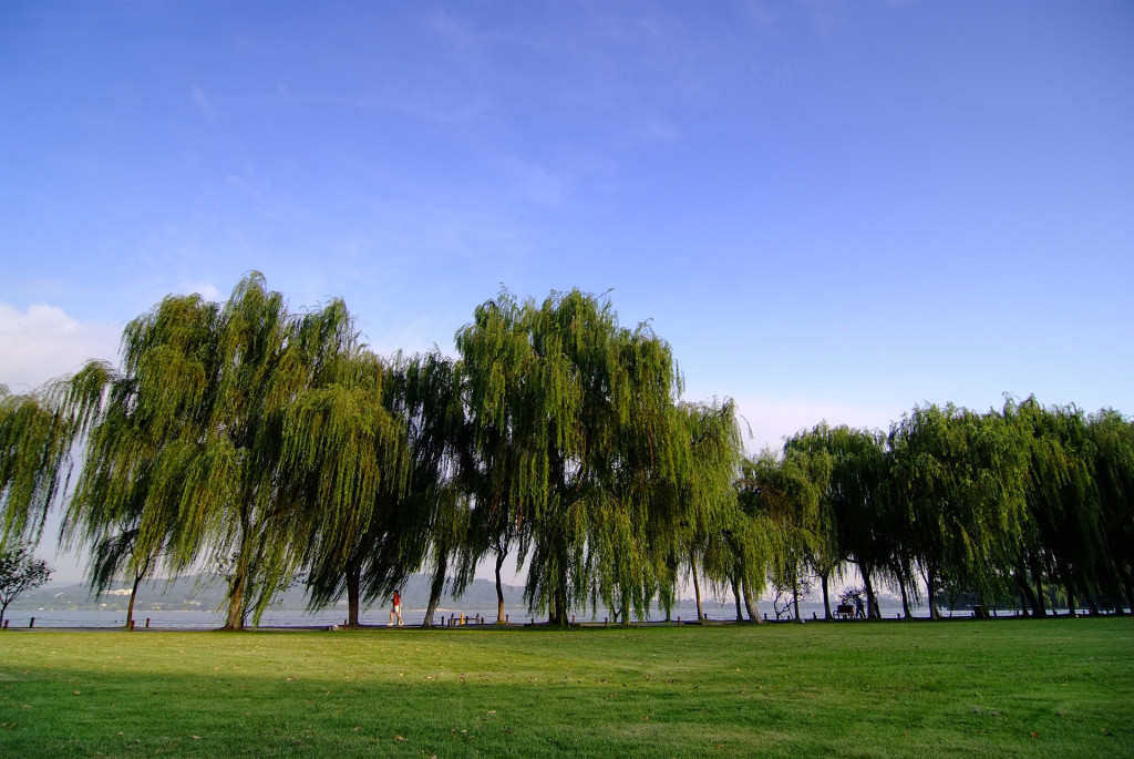 杭州西湖柳浪闻莺景区,杭州西湖柳浪闻莺历史简介