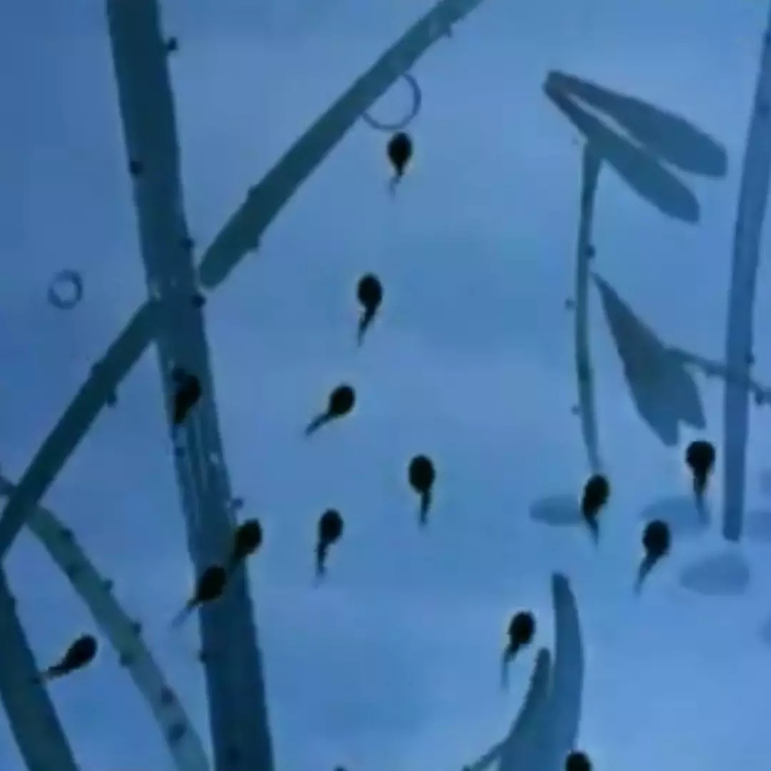 上海美术电影制片厂有哪些电影,上海美术电影制片厂近年作品