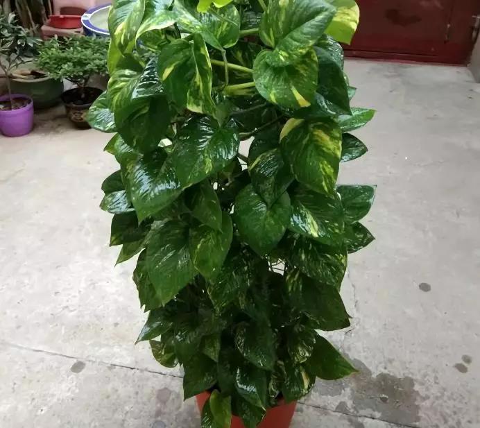 家里养绿萝小技巧,盆栽绿萝怎么长成树