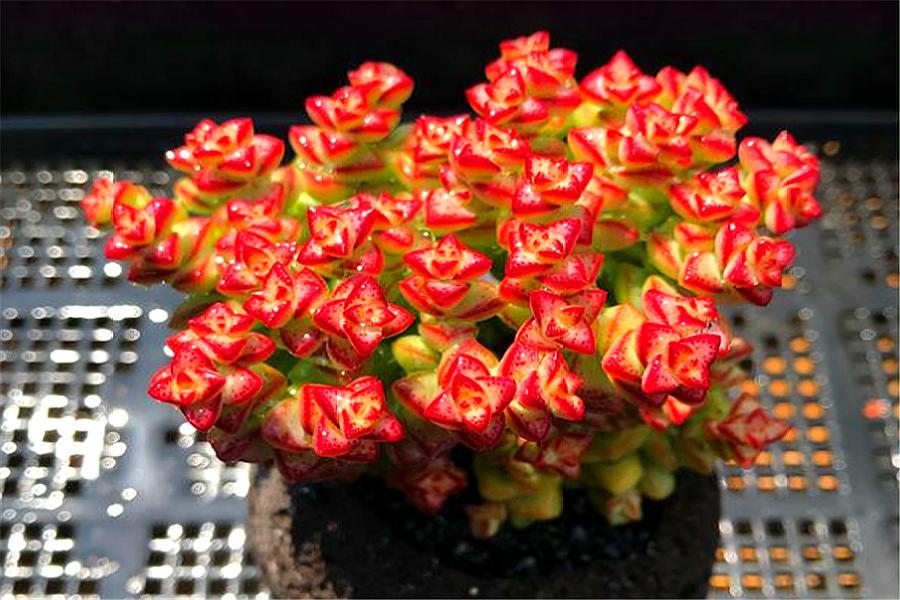 多肉老叶子干瘪是怎么回事啊,多肉叶片一直干瘪怎么办